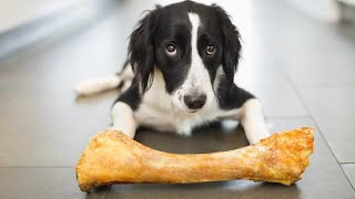 Why do dogs like to gnaw bones [upl. by Gratia]