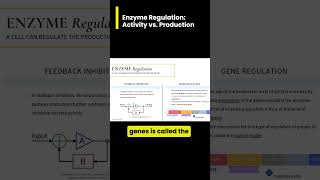 Comparing Regulation of Enzyme ACTIVITY vs PRODUCTION [upl. by Ahseila140]