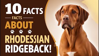 10 Facts About the Rhodesian Ridgeback A Dog Like No Other [upl. by Ahsikram991]