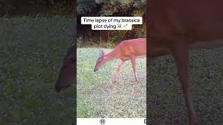 Time lapse of brassicas dying hunting whitetail bowhunt foodplot brassica thehuntingjunkie [upl. by Dunston]