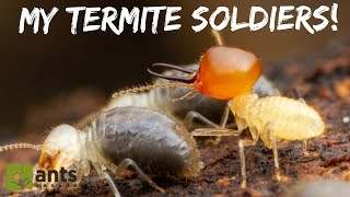 My Termite Colony Produced Massive Soldiers [upl. by Kevan]