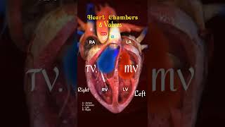 Heart chamber and Heart valves l heart shorts [upl. by Donal607]