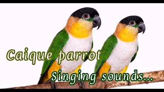 Caique parrot singing sounds [upl. by Bluma727]