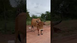 Botswana popular cattle breed trending africa [upl. by Nytsirt]