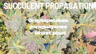 SUCCULENT PROPAGATION  Graptopetalum paraguayense [upl. by Iosep]