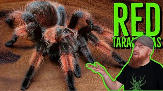 Top 10 RED Tarantulas that YOU NEED [upl. by Ricketts]