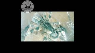 Poecilotheria Formosa [upl. by Attenborough967]