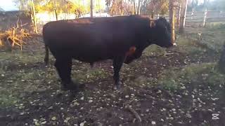 A Video Of The Yearlings And The 4H Calves [upl. by Kassie]