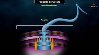 Flagellar structure  Grampositive and Gramnegative cells [upl. by Bilski]