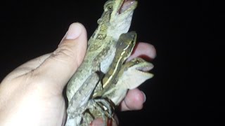 Catching Basilisk in Florida Basiliscus vittatus [upl. by Bywoods242]