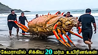 கேமராவில் சிக்கிய 20 மர்ம உயிரினங்கள்  Mysterious Sea Creatures Caught On Camera  Tamil Ultimate [upl. by Renee]