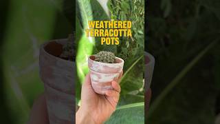 How to make terracotta pots look used and old 🏺 [upl. by Krik]