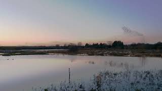 4K version of the Starling murmuration on Sinkers Field on 9 January 2024 [upl. by Leggat]