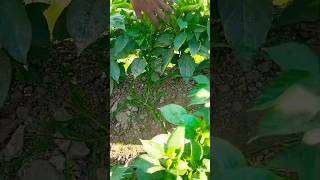 Samla Mirch 🌶️ Glory 🔥 Farming 🧺 45 Days mirch farming seeds shorts [upl. by Annel]