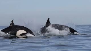 Killer Whales Attack Bottlenose Dolphin at the Beach in La Jolla [upl. by Egnalos]