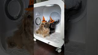 Effortless Drying for HalloweenReady Pupshomerunpet dryboultrapetgroominghalloween [upl. by Petronia479]