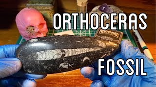 Amazing Orthoceras Fossil [upl. by Goda]