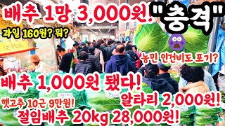 배추 1망 3000원 됐다 충격 배추 1000원 미쳤 알타리 2000원 과일 160원 1000원배추 폭락 시장 물가 가격비교 김치 김장 쇼핑 [upl. by Essej]