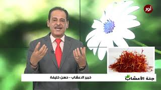 فوائد الزعفران علاج للربو والسعال مع خبير الاعشاب حسن خليفة [upl. by Enilesor495]