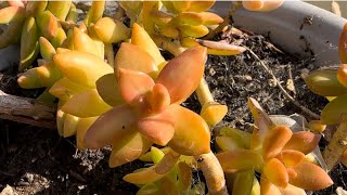 How I Propagated My Coppertone Stonecrop Plant [upl. by Adnilak]