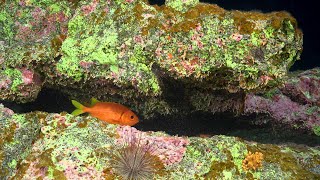 Unexplored Seamounts of the Salas y Gómez Ridge  4K ROV Highlights [upl. by Lontson320]