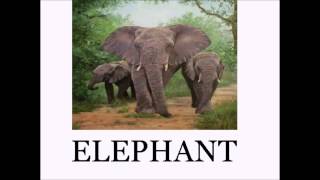 Animal Sounds and Names LOTS of Animals  Educational for Babies  Toddlers  Preschool Age Kids [upl. by Onstad]