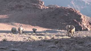 Namibian Desert Elephants  Purros Conservancy [upl. by Sina]