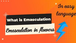 Emasculation। Emasculation in flower।neet biology SudheerSirJi [upl. by Matthus]