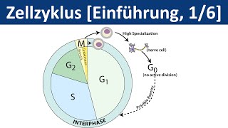 Zellzyklus  Zellteilung Cytokinese  Einführung 16  Biologie Cytologie Oberstufe [upl. by Jarrell963]