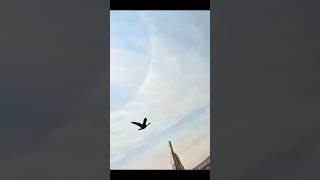 This was just unbelievable flying goose birdhunting youtubeshorts goosehunting [upl. by Eittah]