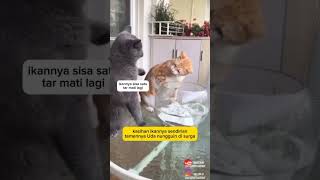 Debat Abu gosong vs oyen cat hewanlucu funny catlover animal kucinglucu zevaxavier [upl. by Huff]