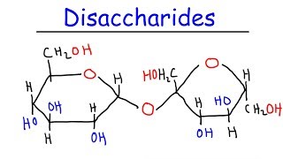 Disaccharides  Sucrose Maltose Lactose  Carbohydrates [upl. by Shelli621]