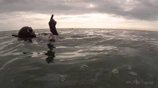 Chasse sous marine en eaux troubles NikosGun [upl. by Cartwright863]