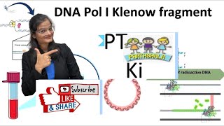 Klenow DNA Polymerase [upl. by Eisoj]