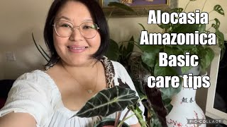 My newly added plant Alocasia amazonica  Basic care tips alocasiaamazonica caretips [upl. by Towers]