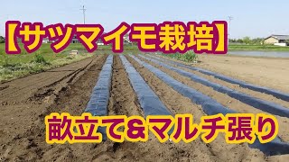 【サツマイモ栽培】畝立てとマルチ張り作業 [upl. by Eladal]