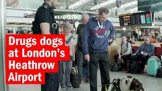 Drugs dogs at Londons Heathrow Airport  How London Works  Time Out London [upl. by Winona]