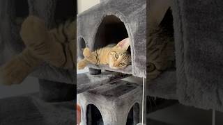 Sunny D Sunshine cute cats amazingpets [upl. by Wavell]