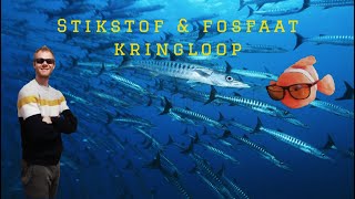 Zeeaquarium  Stikstof amp fosfaat kringloop [upl. by Vanny]