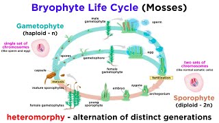 Bryophytes and the Life Cycle of Plants [upl. by Sualakcin]