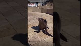 Cute baby seal dancing to Wait they don’t love you like I love you They are trained And love fish [upl. by Dian497]