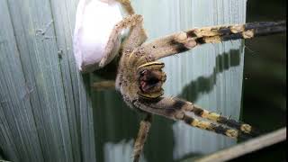 Brazilian Wandering Spider protecting her eggs [upl. by Gui368]