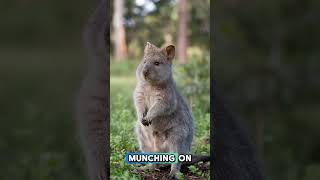 Quokka the happiest animal🐨😊 Quokka HappiestAnimal shorts fyp funfacts didyouknow [upl. by Enahpad767]