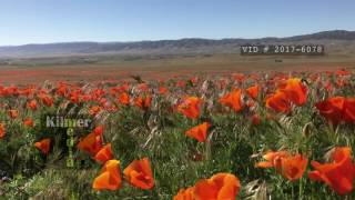 Orange Poppy Flowers Blowing in the Wind [upl. by Domash]