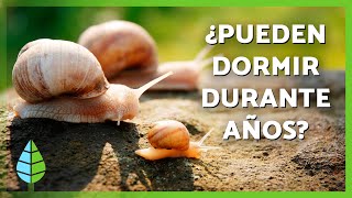 10 COSAS sobre los CARACOLES que NO sabías 🐌 ¿Reparan Su Concha ¿Algunos Son Rápidos [upl. by Oiretule446]