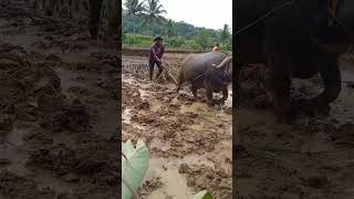 Bajak sawah pake kerbau nostalgia jaman dulu [upl. by Peg559]