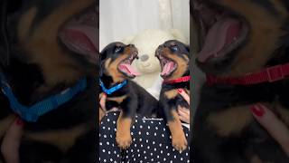 🦁rottweilerpuppy [upl. by Marpet]