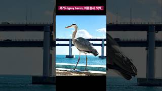 제주A450두루미✖️학✖️백로✖️왜가리⭕️ 탐조 생태감수성 제주 올레길 광안대교 부산 birdwatching [upl. by Lindsley854]