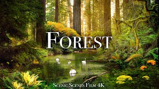 Forest In 4K  The Healing Power Of Nature Sounds  Forest Sounds  Scenic Relaxation Film [upl. by Cacie]