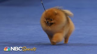 National Dog Show 2022 Toy Group Full Judging  NBC Sports [upl. by Issor556]